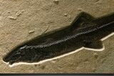 Green River Fossil Fish Mural with Large Diplomystus #382730-6